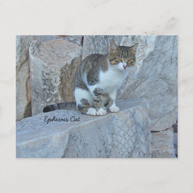Ephesus Feral Cat Postcard Postkarte (Vorderseite)