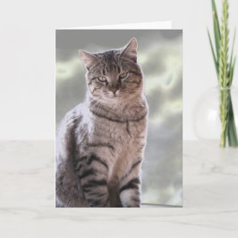 Ephraims Katze Karte