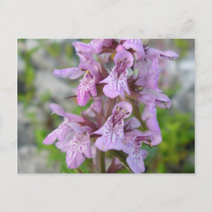 Épiaire des marais (2) postkarte