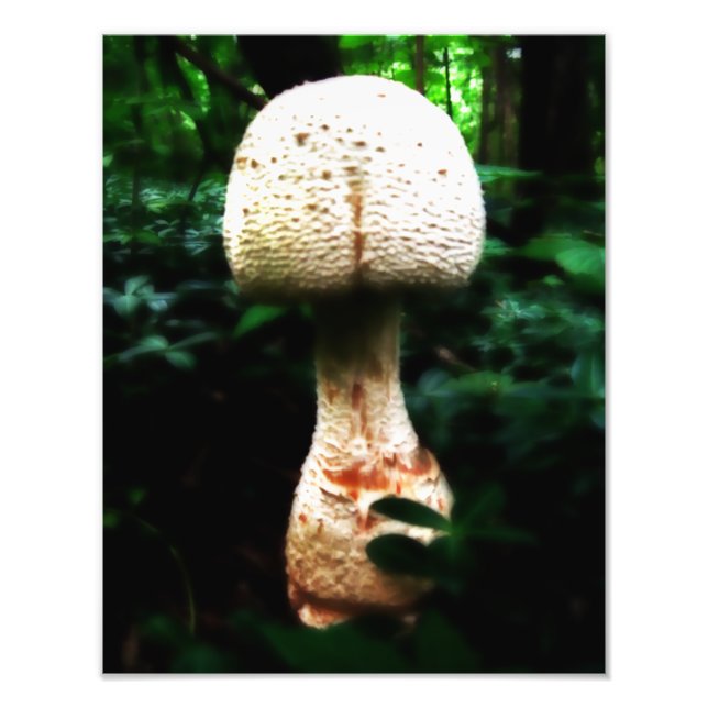 Epic Mushroom Fotodruck (Vorne)