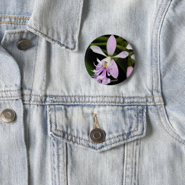 Epidendrum caligarium button (Beispiel)