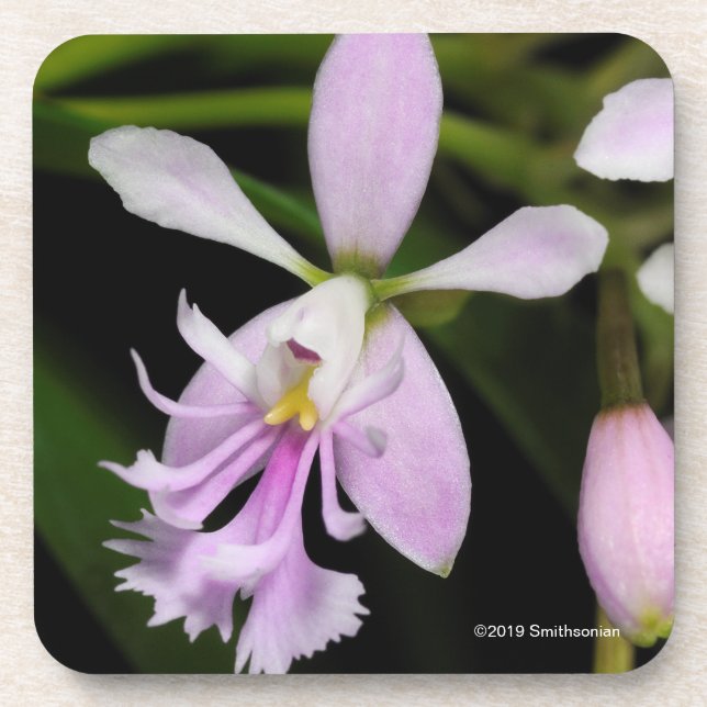 Epidendrum caligarium getränkeuntersetzer (Vorderseite)