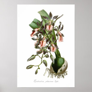 Epidendrum phoeniceum poster