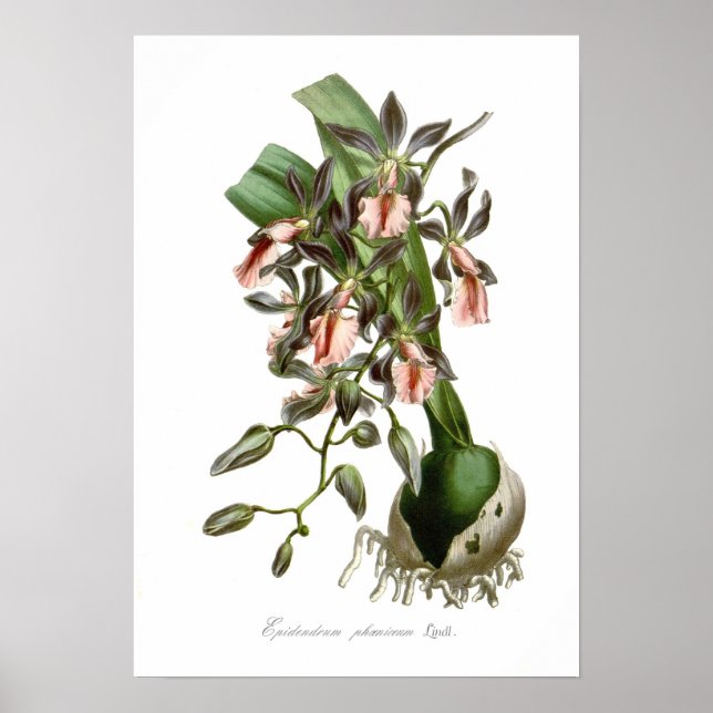 Epidendrum phoeniceum poster (Vorne)