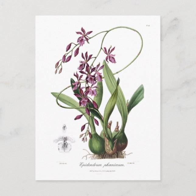 Epidendrum phoeniceum postkarte (Vorderseite)