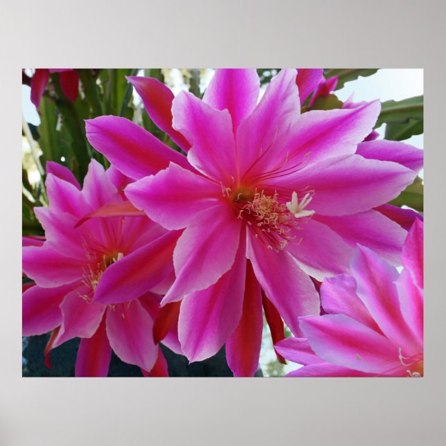Epiphyllum Poster (Vorne)