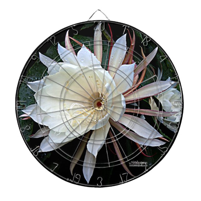 Epiphyte Cactus Blume Dartscheibe (vorne)