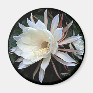 Epiphyte Cactus Blume Magnet