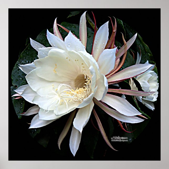Epiphyte Cactus Blume Poster (Vorne)