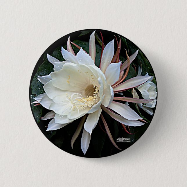 Epiphyten-Kaktus-Blüte Button (Vorderseite)