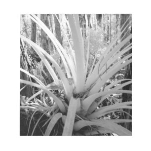 Epiphytische Tillandsien sind häufig in Florida, Notizblock