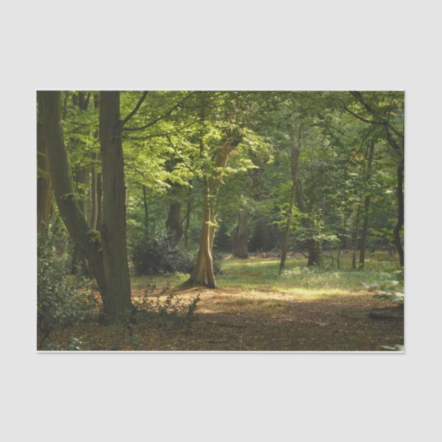 Epping Wald Seidenpapier (Vorderseite)