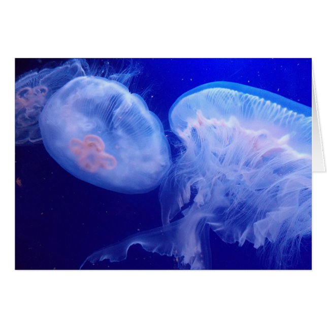 Équilibre de gelée (Devant Horizontal)