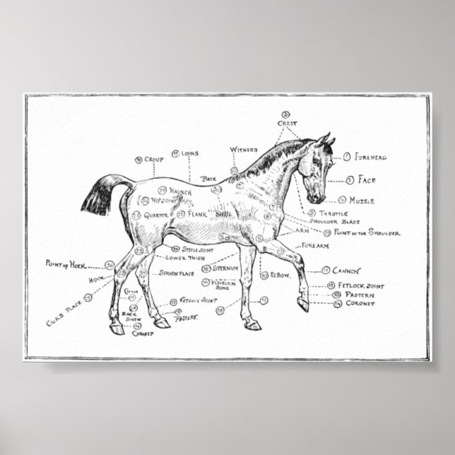 "Equine Body Parts" Poster (Vorne)