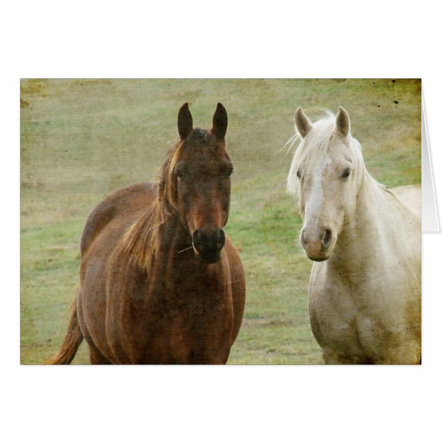 Equine Buddies (Vorderseite (Horizontal))