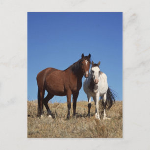 Equine Buddies Postkarte