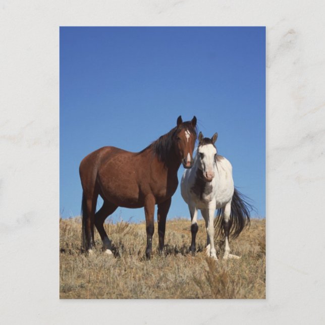Equine Buddies Postkarte (Vorderseite)