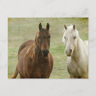 Equine Buddies Postkarte