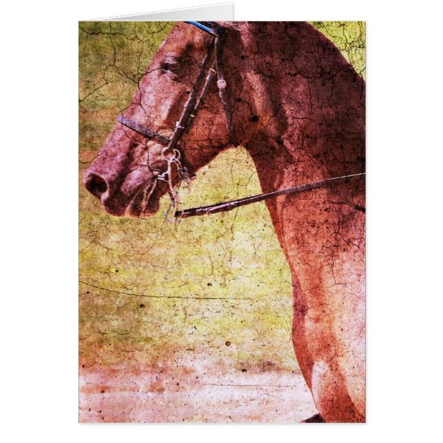 Équine des Rocheuses (Devant)