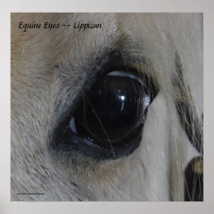 Equine Eyes -- Lippizan Poster