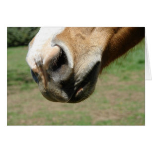 Equine Nose