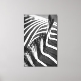 Equine Stripes Fotografie Leinwanddruck