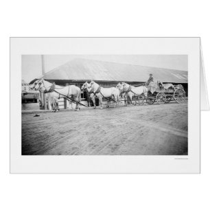 Équipe 1915 de cheval de Fairbanks