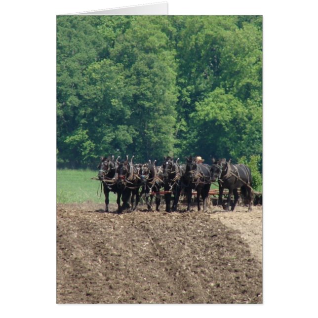 Équipe à six chevaux (Devant)