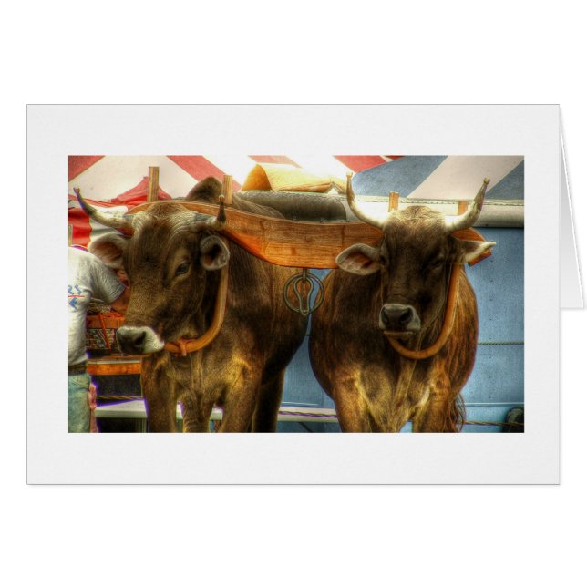 Équipe de boeufs au sandwich juste : Carte (Devant horizontal)