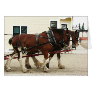 Équipe de Clydesdale, Heritage Park, Calgary (Albe