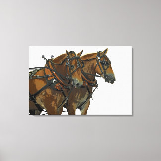 Équipe de trait de cheval belge sur toile tendue