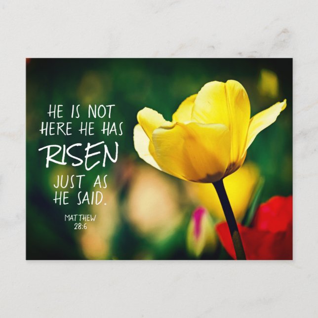 Er hat RISEN Bible Verse Tulips Osterfeier Postkarte (Vorderseite)