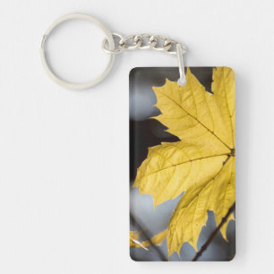 Érable à sucre, automne