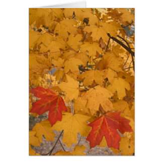 Érable de la Floride en automne