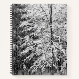 Érable Décrit Dans Le Journal Des Neiges