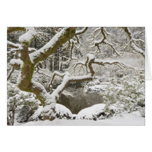 Érable japonais couvert de neige