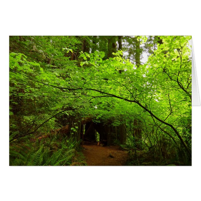 Érables dans la forêt de séquoias (Devant horizontal)