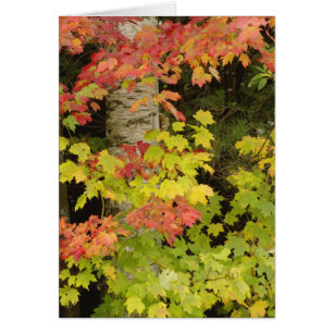 Érables d'automne et bouleaux, blanc