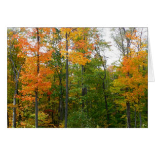 Érables en automne Photographie de la nature