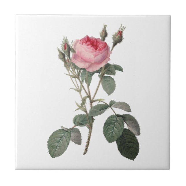 Erblassen Sie - das rosa Vintage Rosenmalen Fliese (Vorderseite)