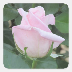 Erblassen Sie - rosa Rose Quadratischer Aufkleber