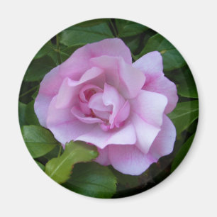 Erblassen Sie - rosa Rosenmagneten Magnet