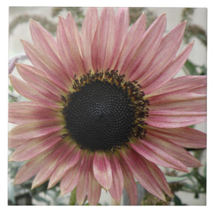 Erblassen Sie - rosa Sonnenblume Fliese