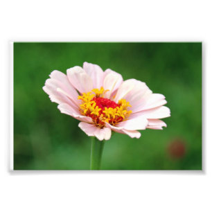 Erblassen Sie - rosa Zinnia Fotodruck