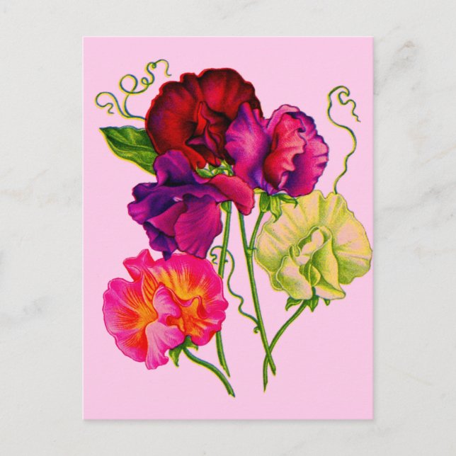 Erbse, lila und rosa postkarte (Vorderseite)
