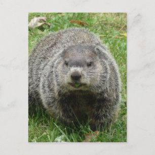 Erdbebenessen Postkarte