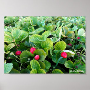 Erdbeer-Patch Poster