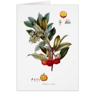 Erdbeerbaum (Arbutus unedo)