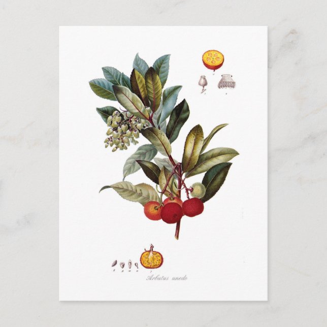 Erdbeerbaum (Arbutus unedo) Postkarte (Vorderseite)