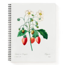 Erdbeere Botanische Printwerbung